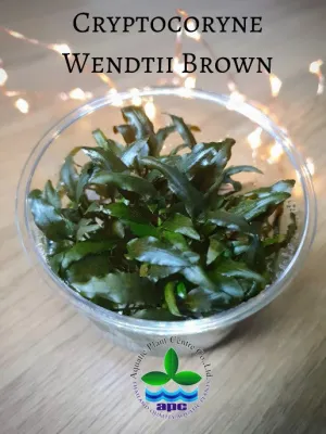 Cryptocoryne wendtii 'Brown' TC