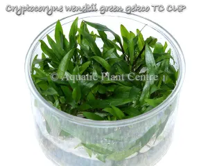 Cryptocoryne wendtii 'Green Gecko' TC Cup